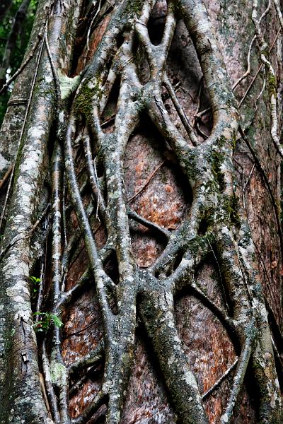 2007 05 14 Fraser Island 154_DXO.jpg